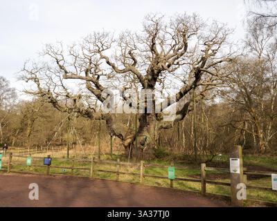 Die Major Oak ist eine alte Eiche, die zwischen 800 und 1200 Jahre alt ist und mit der Legende von Robin Hood im Sherwood Forest in Edwins in Verbindung gebracht wird Stockfoto