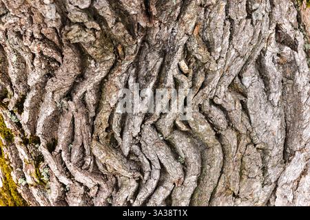 Eine Makroaufnahme mit komplexen Details, tiefen Texturen und natürlichen Mustern, die in Baumrinde zu finden sind, ideal für Naturhintergründe oder Umweltthemen Stockfoto
