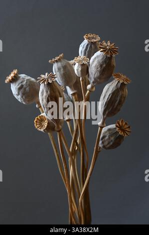 Ein wunderschön angeordnetes Bouquet getrockneter Mohnschoten steht vor einem dunklen, gedämpften Hintergrund. Die filigranen Details der Samenköpfe sind Stockfoto
