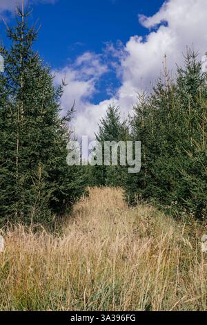 Üppig grüner Waldweg umgeben von hohen Bäumen und goldenem Gras unter einem hellblauen Himmel Stockfoto