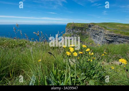 Wildblumen und O'Brien's Tower, Cliffs of Moher, County Clare, Republik Irland, Irland Stockfoto