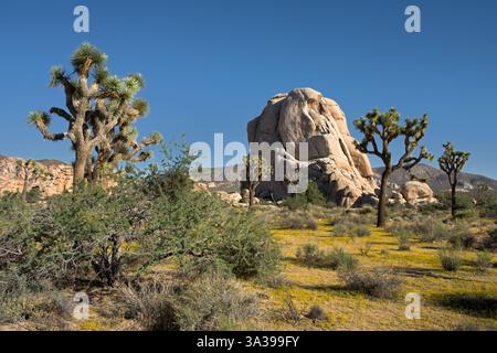 Joshua Trees und Old Woman Rock Stockfoto