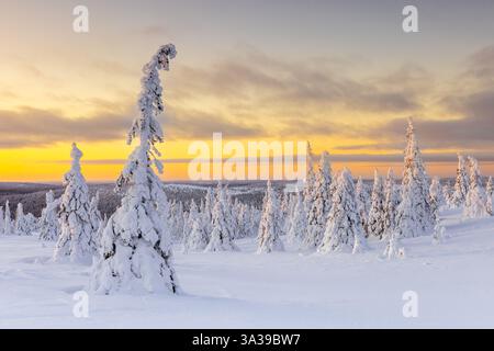 Tykky Wald / schneebedeckte Fichtenbäume auf der Taiga bei Sonnenaufgang im Winter, Riisitunturi Nationalpark, Finnisch Lappland, Posio, Koillismaa, Finnland Stockfoto
