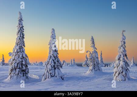 Tykky Wald / schneebedeckte Fichtenbäume auf der Taiga bei Sonnenaufgang im Winter, Riisitunturi Nationalpark, Finnisch Lappland, Posio, Koillismaa, Finnland Stockfoto