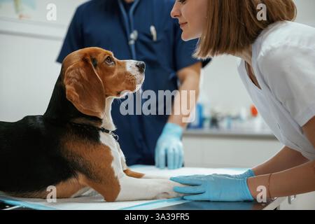 Seitenansicht des Tieres, das auf dem Tisch liegt. Zwei Tierärzte arbeiten mit Beagle-Hund in der Klinik. Stockfoto