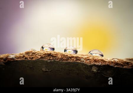 Blütenbrechungen auf Wassertropfen Stockfoto
