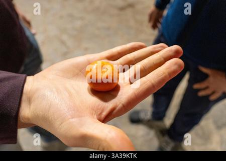 Eine Person hält eine kleine, helle Orangenfrucht in der Hand Stockfoto