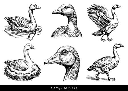 Setzen Sie die Skizze Gans auf weißen Hintergrund Stock Vektor