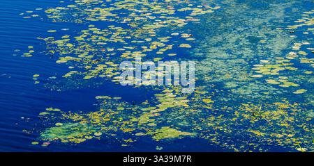 Lilienpads verteilen sich über das ruhige Wasser, ihre Grüntöne bilden einen wunderschönen Kontrast zur tiefblauen Unterwasserlandschaft an einem sonnigen Nachmittag. Stockfoto