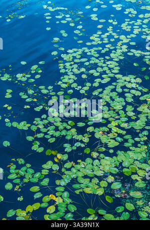 Üppig grüne Lilienpads verteilen sich über einen ruhigen See und reflektieren den klaren blauen Himmel und schaffen eine friedliche, ruhige Atmosphäre an einem sonnigen Tag. Stockfoto