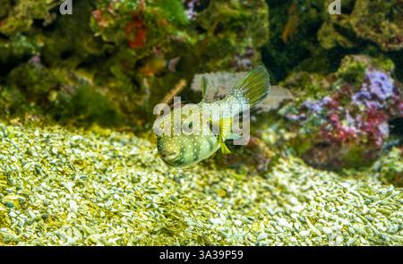 Weißfleckenpuffer, Weißtopf oder Stripedbelly Blowfish (Arothron hispidus). Seine Verbreitung erstreckt sich über den indopazifischen Raum Stockfoto