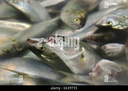Frischer Fisch (Blaufisch) auf dem Markt Stockfoto