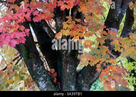 Nahaufnahme eines roten Ahornbaums (Acer rubrum) im Herbst, Vancouver, BC, Kanada Stockfoto