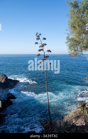 Hotels, Resorts, Sandstrände im Süden von Teneriffa in der Nähe von Costa Adeje und Playa de las Americas, Kanarische Inseln, Spanien im Winter Stockfoto