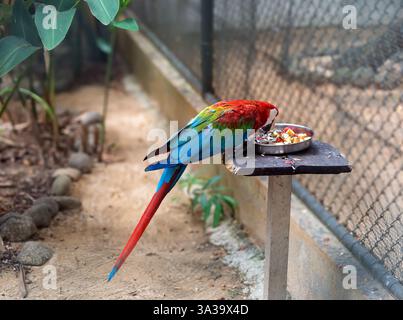Schöne Scharlachsittich, der rote Papageienvogel, der im Volierenfutter frisst Stockfoto