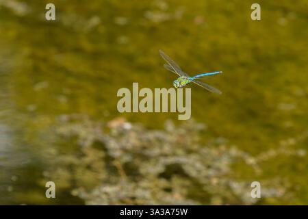 Kaiser Libelle (Anax Imperator) männlich im Flug über einem kleinen Pool in den Dünen Stockfoto