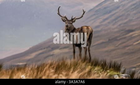 Das Rotwild (Cervus elaphus) ist eine der größten Hirscharten. Ein männliches Rotwild wird Hirsch oder hart genannt, und ein Weibchen wird Hintern genannt. Der rote Reh Stockfoto