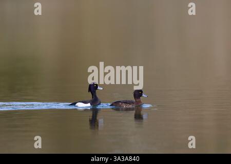 Getuftete Ente Aythya fuligula, Erwachsene Paar Schwimmen, Suffolk, England, März Stockfoto