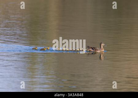Stockenten Anas platyrhynchos, Erwachsene Weibchen und Entlein schwimmen, Suffolk, England, März Stockfoto