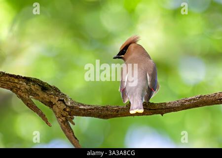 Ein Zedernwachsflügel, der auf einem Ast thront. Die Rückseite des Vogels zeigt zur Kamera und sein Kopf zur Seite. Hintergrund des unscharfen grünen Baums Stockfoto