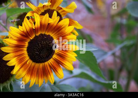 Bumblee auf einem Helianthus annuus oder Sonnenblume im Sommer mit einer Biene in der Nähe, Nahaufnahme Stockfoto