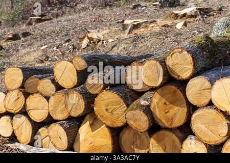 Baumstämme stapeln sich. Gesägte Bäume aus dem Wald. Holzeinschlag Holzindustrie. Schneiden Sie Bäume entlang einer Straße, die zum Entfernen vorbereitet ist. Natürlicher Holzhintergrund - c Stockfoto