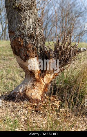 Baum beschädigt durch einen Biber, Rhône, Frankreich. Baumstamm vom europäischen Biber genagt Stockfoto
