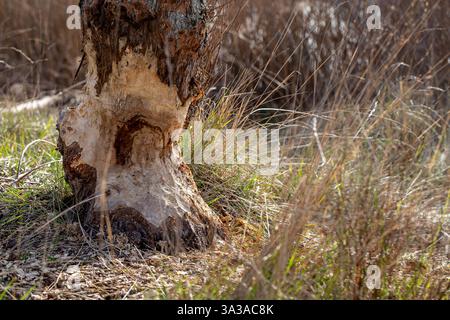 Baum beschädigt durch einen Biber, Rhône, Frankreich. Baumstamm vom europäischen Biber genagt. Riesige, beschädigte Eiche mit Biber-Zahnspuren. Eiche durch Biber beschädigt und c Stockfoto