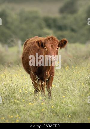 Ein Hochlandkalb, das auf einer Wiese mit hohem Gras und wilden Blumen steht, weiches Pastellgrün, vertikal Stockfoto