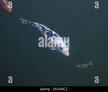 Eine Hochwinkelaufnahme eines weißen Koi-Fisches mit schwarzen Markierungen, die anmutig im dunklen Wasser schwimmen, begleitet von zwei weiteren Koi-Fischen Stockfoto