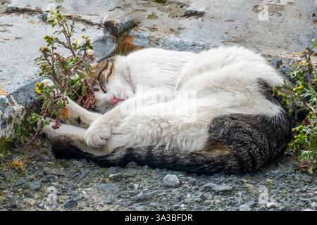 Eine friedliche streunende Katze liegt auf felsigem Boden, umgeben von zarten Wildblumen in einer urbanen Umgebung. Diese beschauliche Szene hebt das Zusammenleben hervor Stockfoto