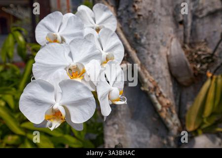 Nahaufnahme einer weißen Orchidee, die auf einem Baumstamm wächst. Ubud, Bali, Indonesien. Stockfoto