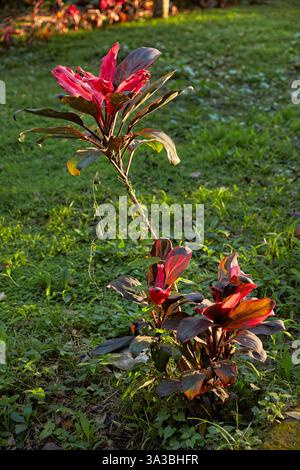 Nahaufnahme der Ti-Pflanze (Cordyline fruticosa) mit rötlich-violetten Blättern, einer immergrünen blühenden Pflanze aus der Familie der Sparagaceae. Ubud, Bali, Indonesien. Stockfoto