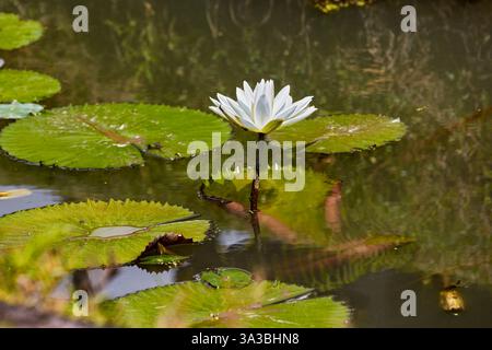 Nahaufnahme von weißem ägyptischem Lotus (Nymphaea lotus) Blüte und Laub. Bali, Indonesien. Stockfoto