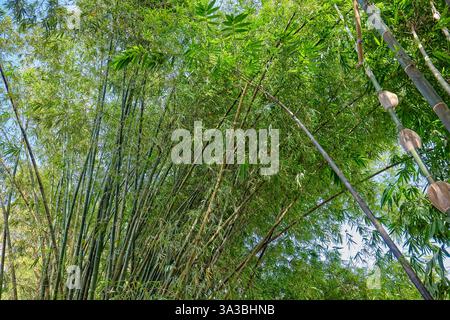 Nahaufnahme von gewöhnlichen Bambusa vulgaris (Stämme) mit grünen Blättern im Garten des Taman Ayun Tempels. Bezirk Mengwi, Bali, Indonesien. Stockfoto