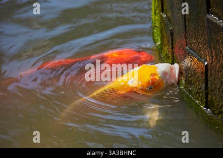 Hungrige bunte Koi-Fische schrubben Algen von der Poolwand über der Wasseroberfläche. Bali, Indonesien. Stockfoto