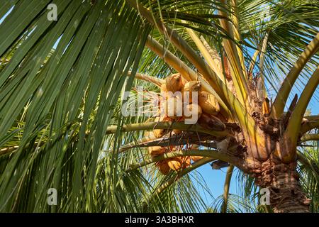 Nahaufnahme von Reifen gelben Kokosnüssen auf einer Kokospalme (Cocos nucifera). Kuta, Bali, Indonesien. Stockfoto
