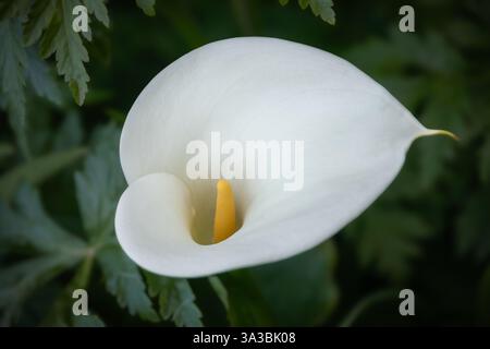 Eine einzelne weiße Calla-Lilie blüht vor einem Hintergrund von verschwommenem Grün im San Francisco Golden Gate Park, der natürlichen Schönheit des Frühlings Stockfoto