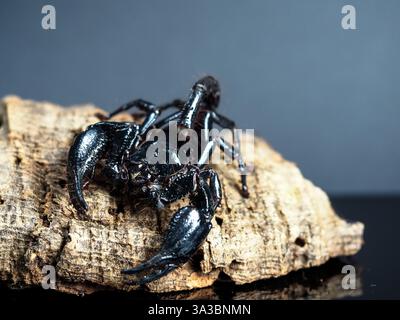 Eine Nahaufnahme eines glänzenden schwarzen Skorpions, der auf einem strukturierten Stück Rinde ruht. Die kraftvollen Zangen und der segmentierte Körper reflektieren das Licht und heben die komplizierten Details des Exoskeletts hervor. Der dunkle Hintergrund verstärkt das bedrohliche Erscheinungsbild des Skorpions und betont seine scharfen Krallen und seine ausgeglichene Haltung. Die raue, erdige Oberfläche der Rinde steht im Kontrast zum glatten, gepanzerten Körper der Arachnide und schafft eine markante Komposition. Stockfoto