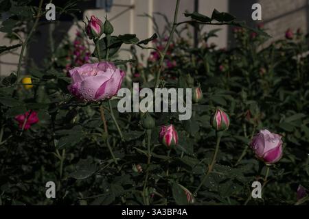 Rosa Rosenblüten mit Tautropfen in einem botanischen Garten Stockfoto
