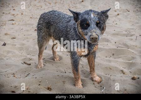 Bunji, der australische Rinderhund, der am Strand spielt Stockfoto