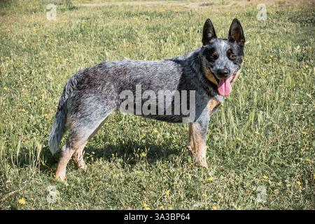 Bunji, der australische Rinderhund, der auf einer Wiese spielt Stockfoto
