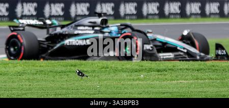 Melbourne, Australien. März 2025. Ein Vogel wird während des Qualifying-Trainings zum Formel-1-Grand Prix von Australien im Albert Park in Melbourne, Australien, am 15. März 2025 gesehen. Quelle: Ma Ping/Xinhua/Alamy Live News Stockfoto