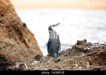 Galapagos-Pinguin (Spheniscus mendiculus). Bartholomew Island, Galapagos Stockfoto