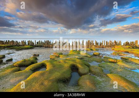 Wattenmeer, UNESCO-Weltkulturerbe und eine wahre Wildnis in den Niederlanden Stockfoto