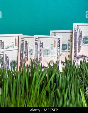 Amerikanische Währung auf dem frischen Gras. Konzept für steigende Dollars Stockfoto