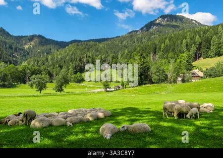 Schafherde, die friedlich auf einer wunderschönen grünen Wiese weidet. Stockfoto
