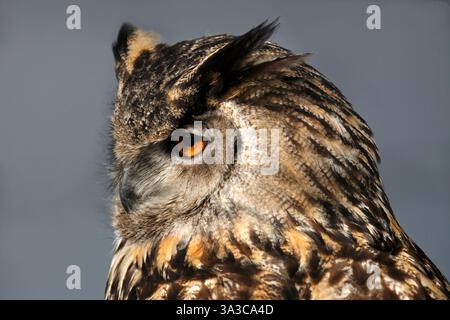 Europäische Uhu. Eurasische Uhu, Bubo Bubo Stockfoto
