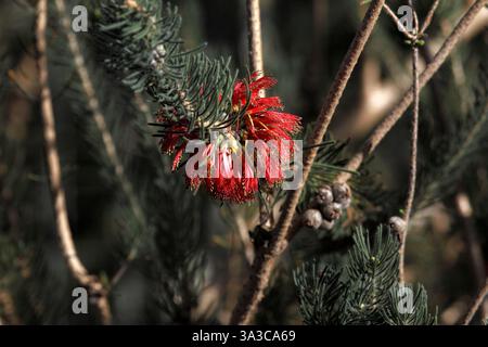Blüten von Melaleuca quadrifida. Subtropischer Sträucher aus Südwestaustralien. syn Calothamnus quadrifidus. Einseitige Flaschenbürste. Stockfoto