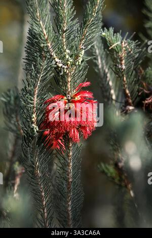 Blüten von Melaleuca quadrifida. Subtropischer Sträucher aus Südwestaustralien. syn Calothamnus quadrifidus. Einseitige Flaschenbürste. Stockfoto